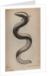 European eel by Unknown
