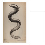 European eel by Unknown