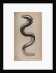 European eel by Unknown