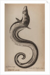 European conger eel by Unknown