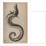 European conger eel by Unknown