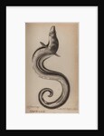 European conger eel by Unknown