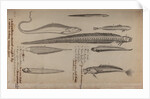 Various fish species by Unknown