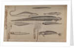 Various fish species by Unknown
