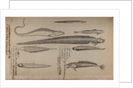 Various fish species by Unknown