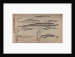 Various fish species by Unknown