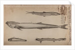 Various fish species by Unknown