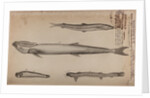 Various fish species by Unknown