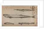 Various fish species by Unknown