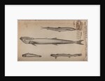 Various fish species by Unknown