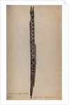Tiger snake eel by Unknown