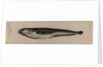 Snakeblenny by Unknown