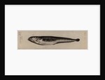 Snakeblenny by Unknown