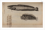 Burbot and tompot blenny by Unknown