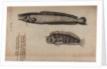 Burbot and tompot blenny by Unknown