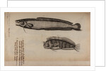 Burbot and tompot blenny by Unknown