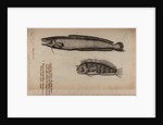 Burbot and tompot blenny by Unknown