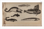 Various fish species by Unknown