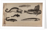 Various fish species by Unknown
