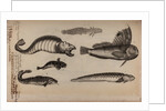 Various fish species by Unknown