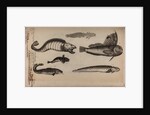 Various fish species by Unknown