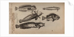 Various fish species by Unknown