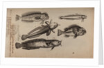 Various fish species by Unknown