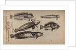 Various fish species by Unknown