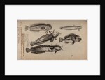 Various fish species by Unknown