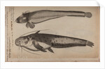 Burbot and wels catfish by Unknown