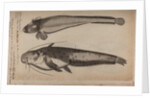 Burbot and wels catfish by Unknown