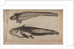 Burbot and wels catfish by Unknown