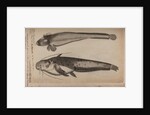 Burbot and wels catfish by Unknown