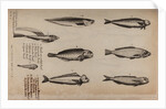 Various fish specimens by Unknown