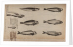 Various fish specimens by Unknown