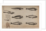 Various fish specimens by Unknown