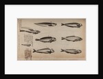 Various fish specimens by Unknown