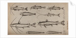 Various fish specimens by Unknown