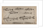 Various fish specimens by Unknown