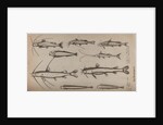Various fish specimens by Unknown