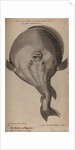Globefish by Unknown