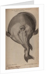 Globefish by Unknown