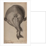 Globefish by Unknown
