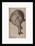 Globefish by Unknown