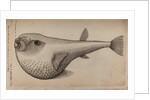 Globefish by Unknown