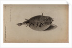 Globefish by Unknown