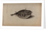 Globefish by Unknown