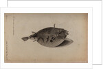Globefish by Unknown