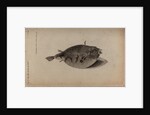 Globefish by Unknown