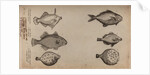 Globefish by Unknown